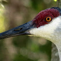 Sandhill crane