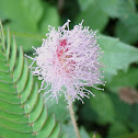 Touch-Me-Not, Sensitive Plant, Adormidera