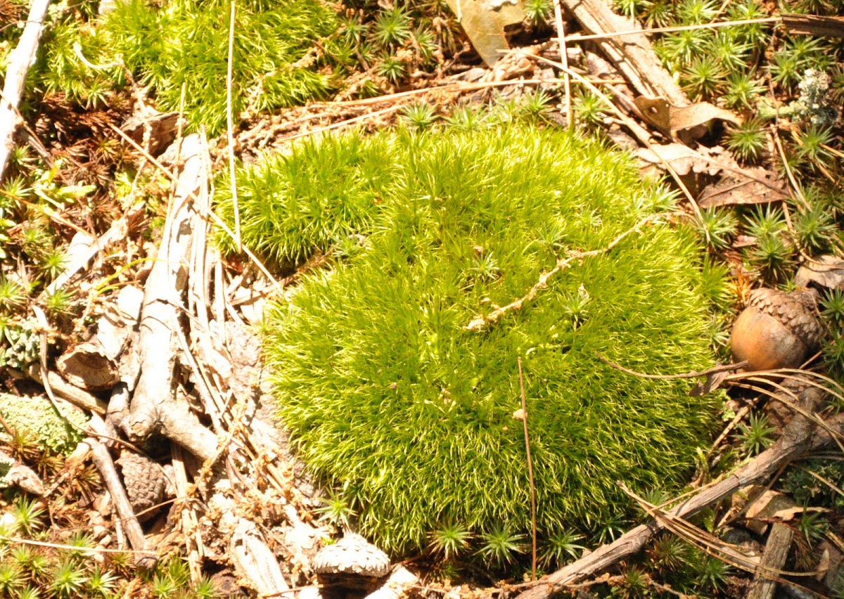 Pincushion moss