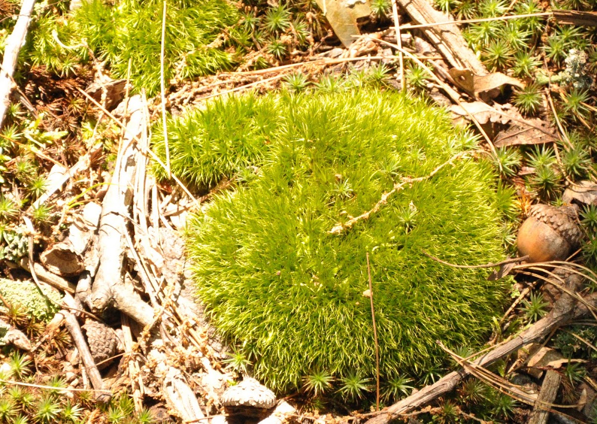 Pincushion moss Project Noah