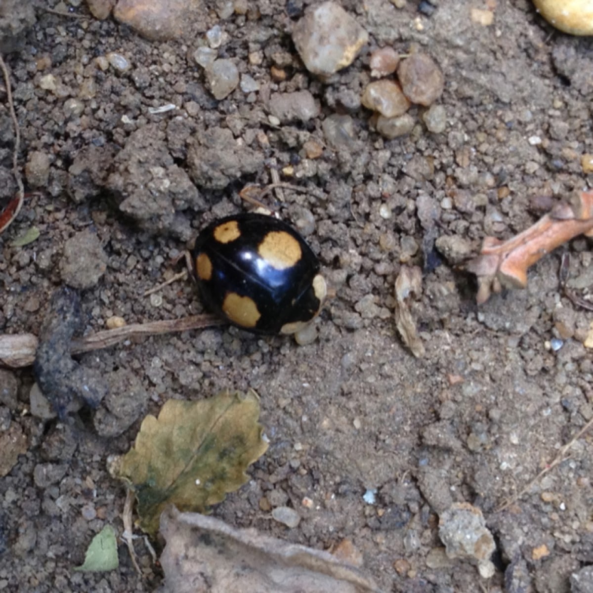 Pine ladybird