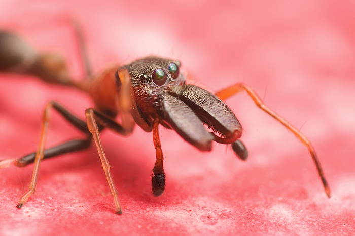 Ant-Mimicking Jumping spider
