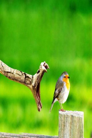 免費下載娛樂APP|Bird wallpapers HD app開箱文|APP開箱王