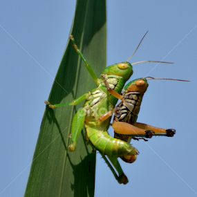 Grasshopper Mating by Saurav Chakraborty - Animals Insects & Spiders