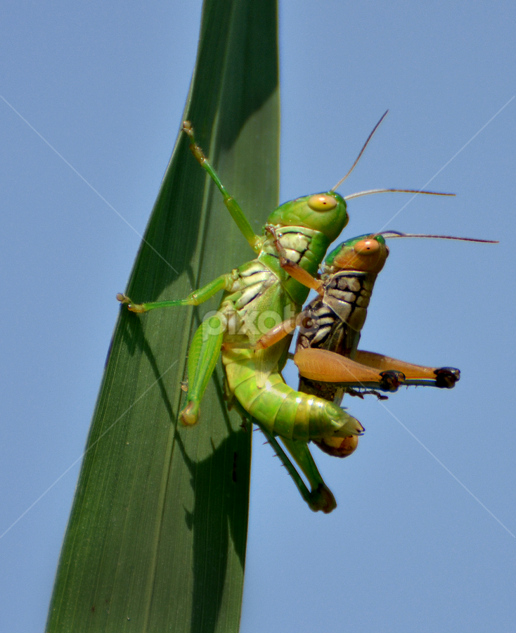 Grasshopper Mating by Saurav Chakraborty - Animals Insects & Spiders