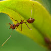 Weaver ant