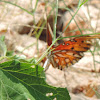 Gulf Fritillary Butterfly (female)