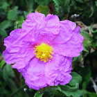 Hoary Rock-rose