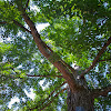 Gingko Biloba Tree