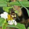 syrphid Fly