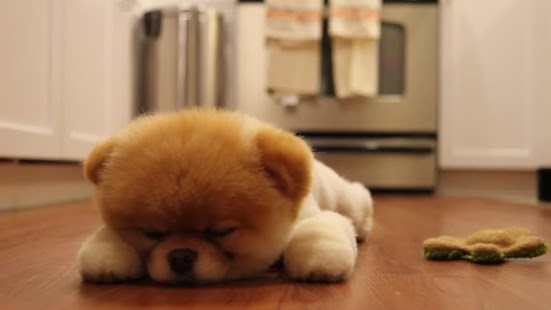 How to download ► Lazy Puppy Live WallPaper patch 1.0.7 apk for bluestacks