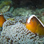 Orange skunk clownfish