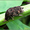 Mango Flower Beetle, Mottled Flower Scarab