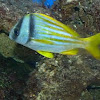 Porkfish