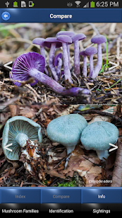 Mushroom Id: USA & Canada(圖4)-速報App