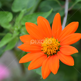 The Orange Flower by L 's - Flowers Single Flower