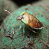 Pittosporum Shield Bug
