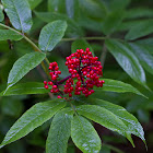 Pacific coast red Elderberry