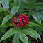 Pacific coast red Elderberry