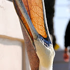 Brown Pelicans Yawning