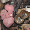 Bird's Nest Fungus and a pink puffball