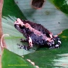 Asian Painted Frog (Juvenile)