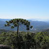 Araucaria - Candelabra Tree