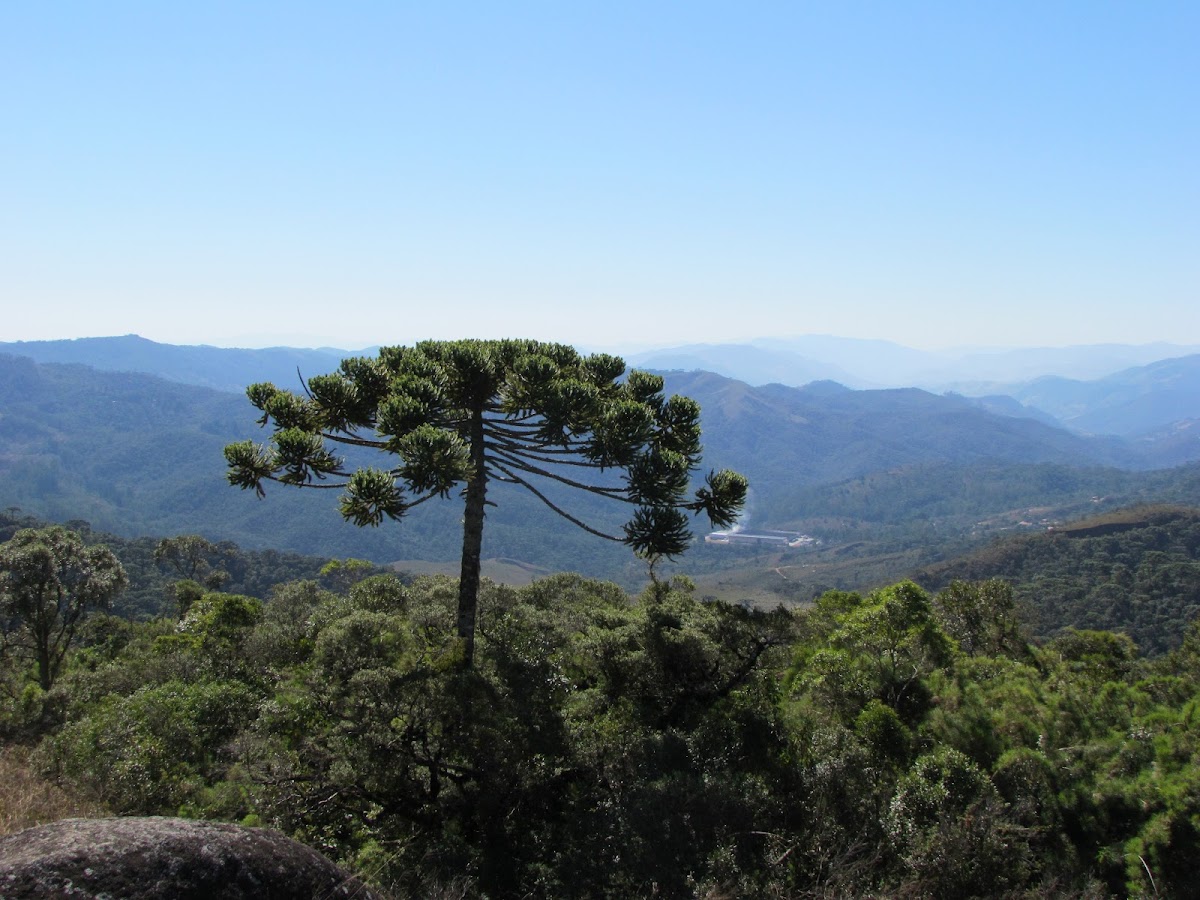 Araucaria - Candelabra Tree