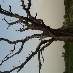 leafless by Kausik Banerjee - Nature Up Close Trees & Bushes