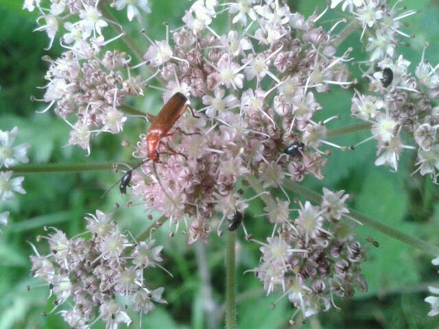 Soldier Beetle