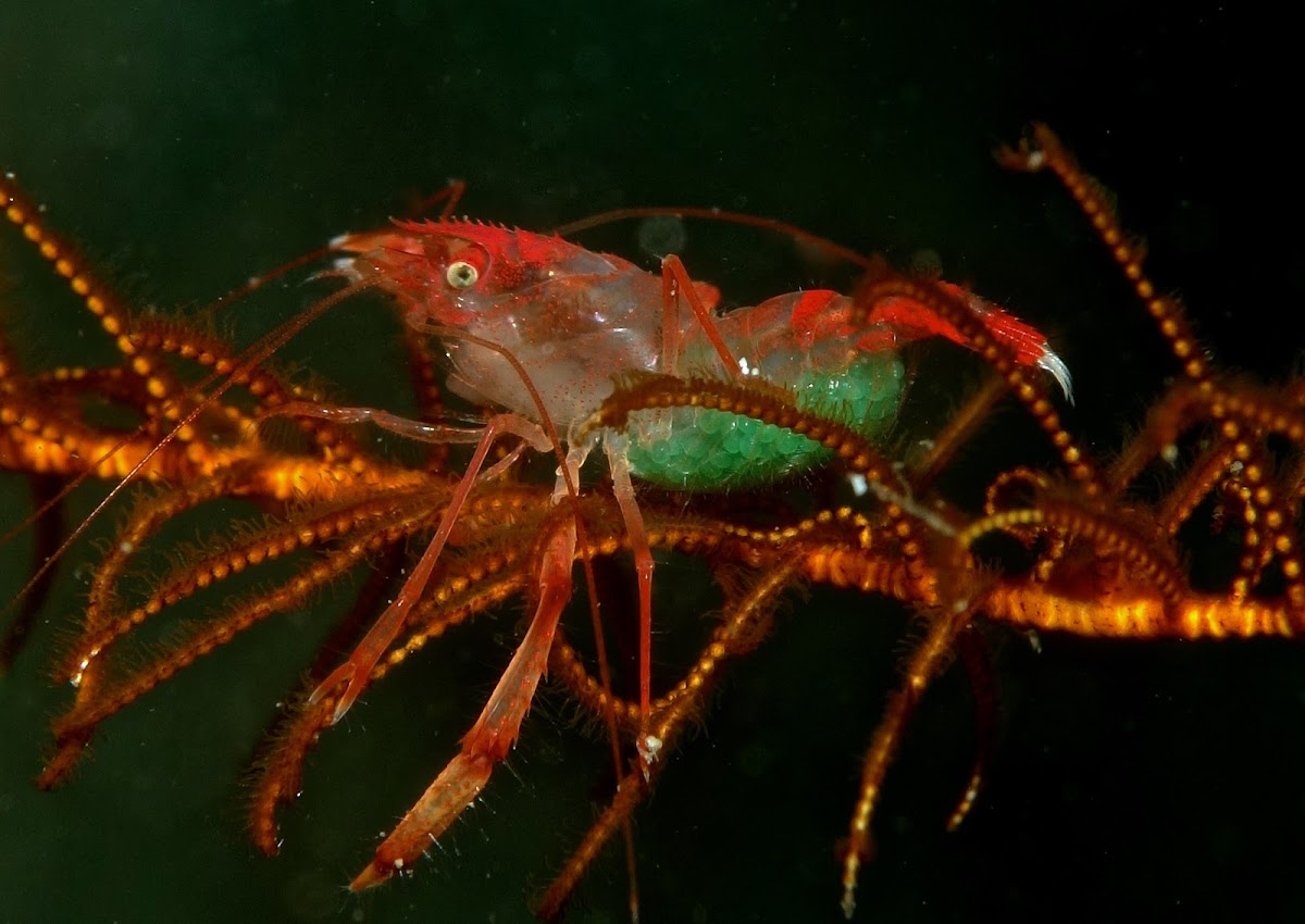 Crinoid Boxer Shrimp | Project Noah