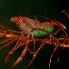 Crinoid Boxer Shrimp