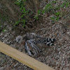 Red-shouldered Hawk