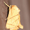 Yellow-Collared Slug Moth