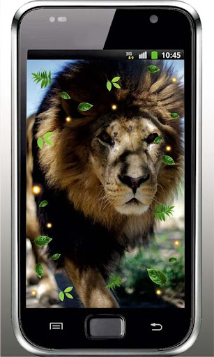 Lion Safari HD live wallpaper
