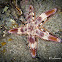 Comb Sea Star, Sand sifting starfish