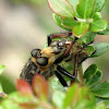 Robber fly