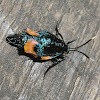 Lichen case Moth (♀)