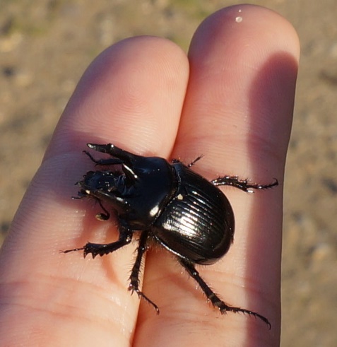 Minotaur (dung beetle) / Driehoornmestkever