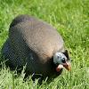 Helmeted Guineafowl