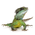 Exotic Pet Vet