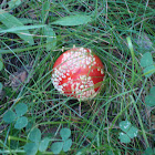 Fly agaric