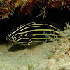 Six-lined Soapfish