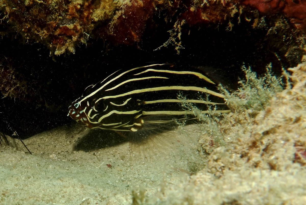 Sixlined Soapfish Project Noah