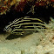 Six-lined Soapfish