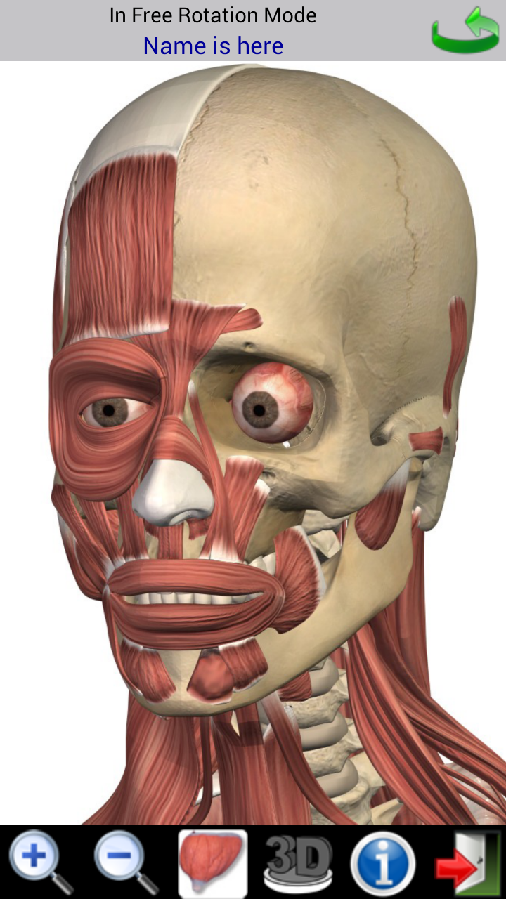 Visual Muscles 3D Screen 2