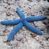 Blue Linckia Sea Star