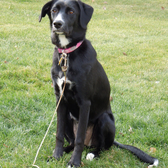 Border Collie/Lab mix Project Noah