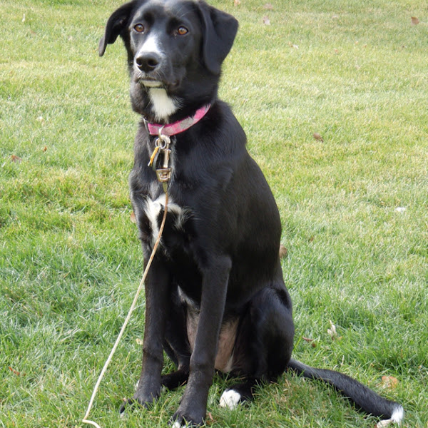 Border Collie/Lab mix Project Noah