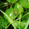 Asian signature Spider
